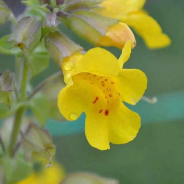 Elixir Floral Mimulus Mimule