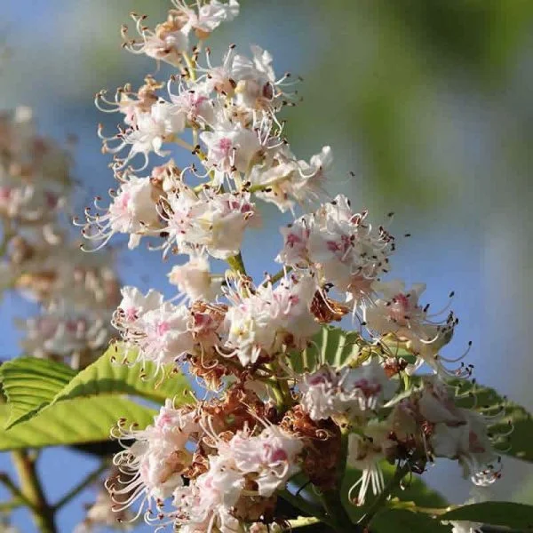 Elixir Floral White Chestnut Marronnier Blanc