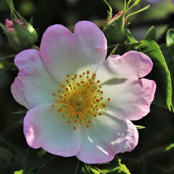 Elixir Floral Wild Rose Eglantier