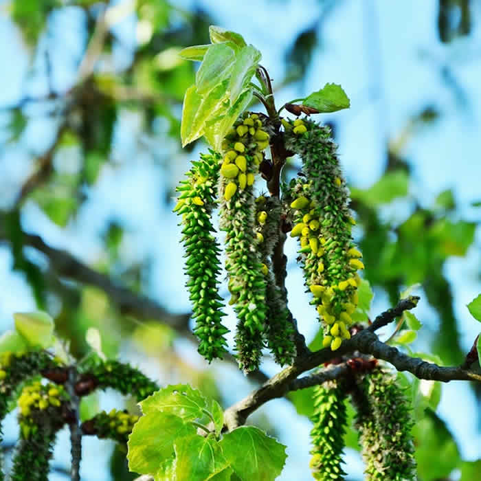 Lire la suite à propos de l’article Fleurs de Bach Aspen : Quelles célébrités ?