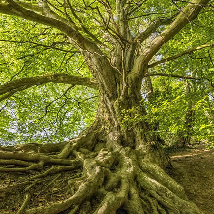 Lire la suite à propos de l’article Fleur de Bach Beech et personnalités