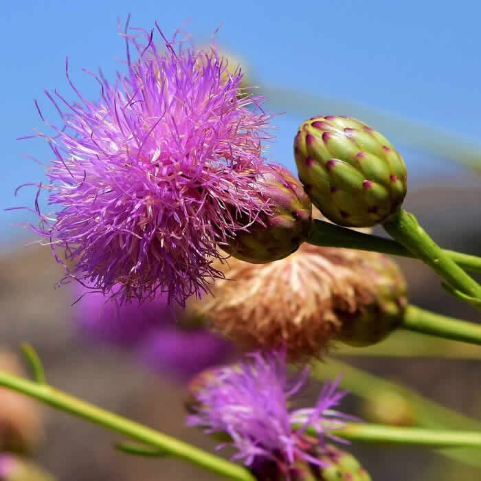 Lire la suite à propos de l’article Fleur de Bach Centaury : quelles célébrités ?