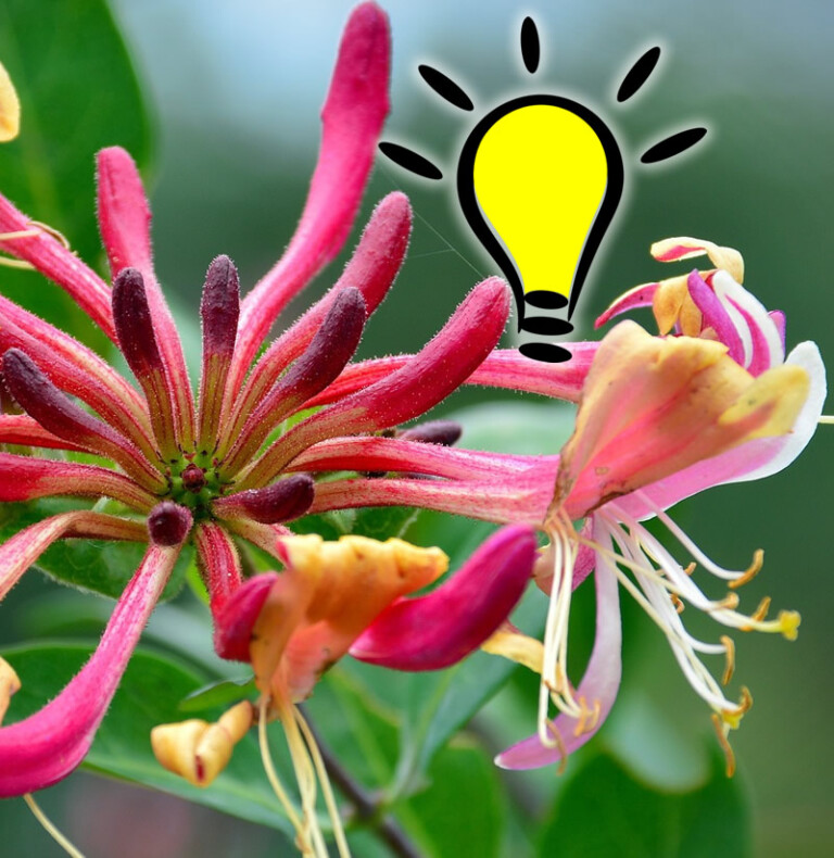 Lire la suite à propos de l’article Fleur de Bach Honeysuckle