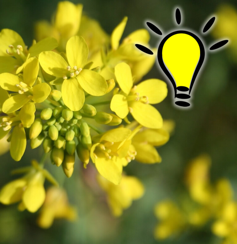 Lire la suite à propos de l’article Fleur de Bach Mustard