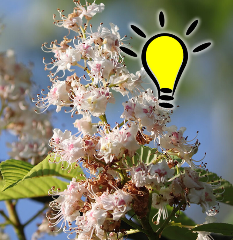 Lire la suite à propos de l’article Fleur de Bach White Chestnut