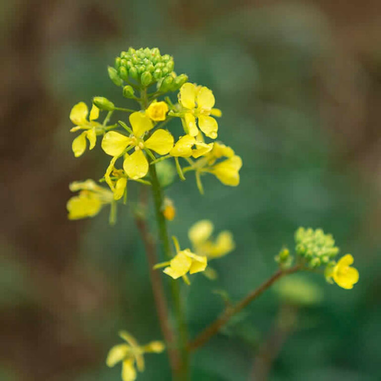 Lire la suite à propos de l’article Fleur de Bach 1 : Le chemin vers la sérénité intérieure